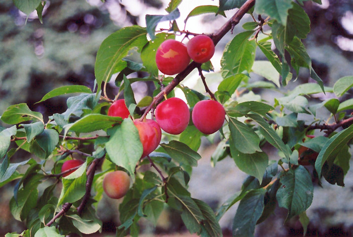 Slivka ovocné stromy alberta