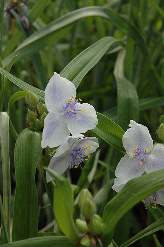 Osprey Spiderwort (Tradescantia x andersoniana 'Osprey') in Calgary