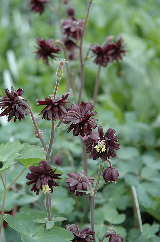 Black Barlow Columbine (Aquilegia vulgaris 'Black Barlow') at Spruce It Up Garden Centre