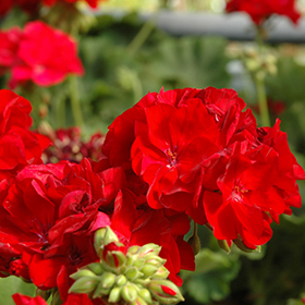 Geranium Calliope® Medium Dark Red