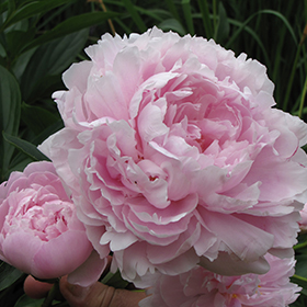 Double Pink Peony (Paeonia 'Double Pink') in Calgary, Alberta (AB 