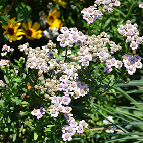 Love Parade Siberian Yarrow (Achillea sibirica 'Love Parade') in