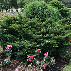 Plant Photo 5