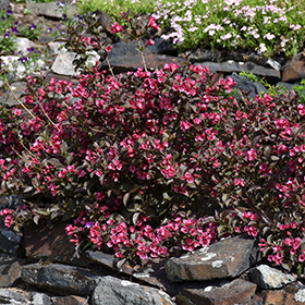 Plant Photo 9