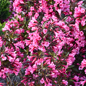 Plant Photo 3