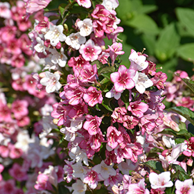 Plant Photo 1